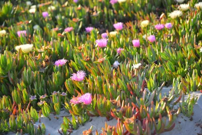 DSC_7294 (Large).JPG